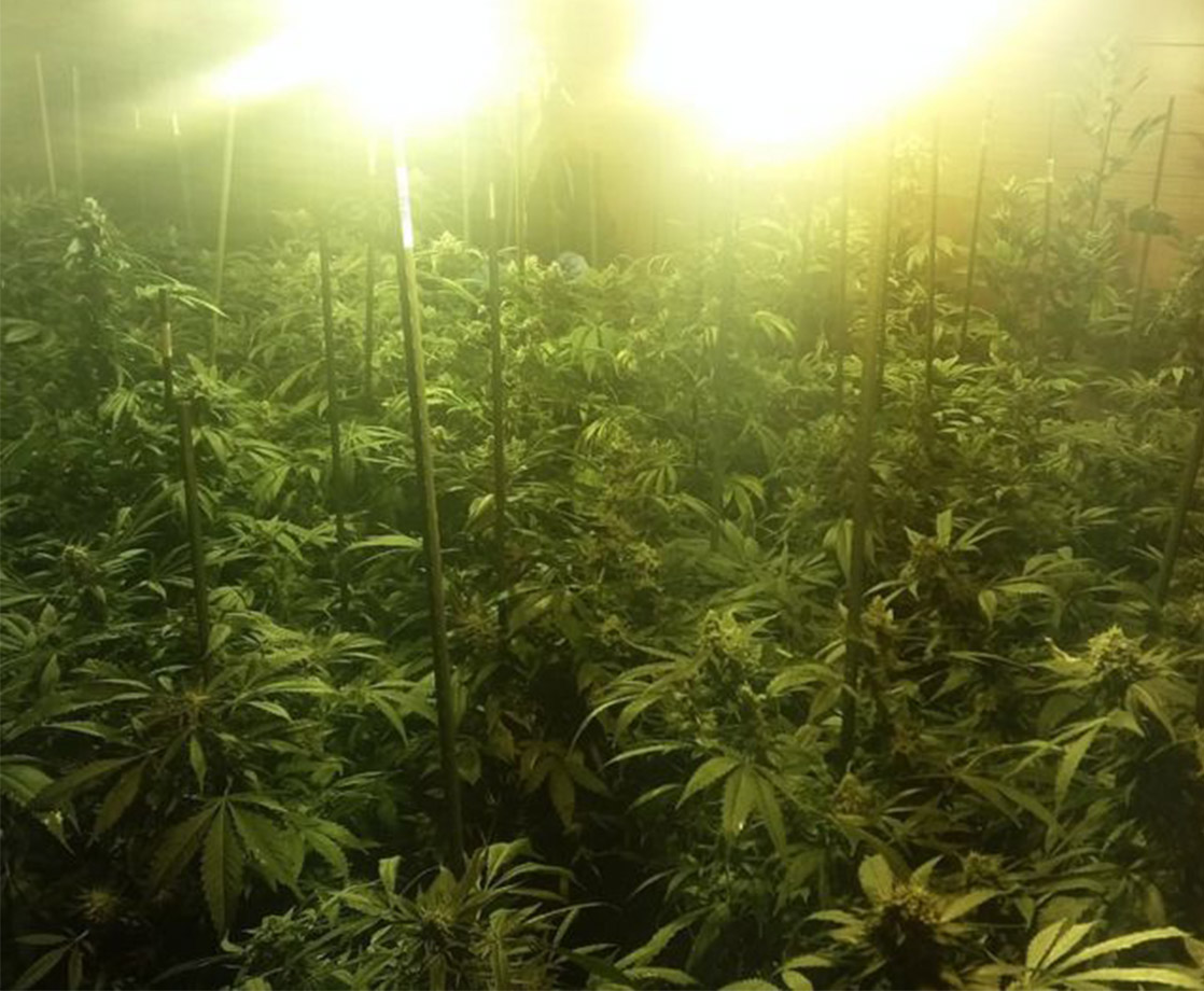 British Man Grows 700 Pot Plants for “Personal Use,” Gets 2 Years in Prison
