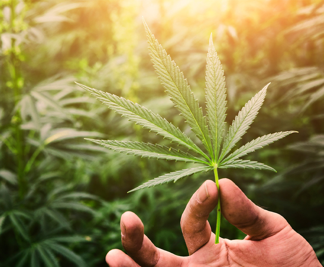 Maine Will Soon Have a Hemp Farm Where You Can Pick Your Own Plants