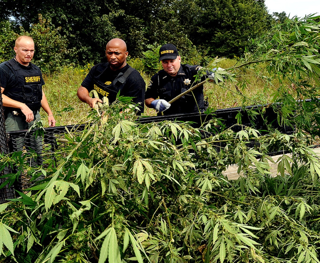 Cops Destroy Nearly $6 Million Worth of Illegal Weed in Colorado Raid