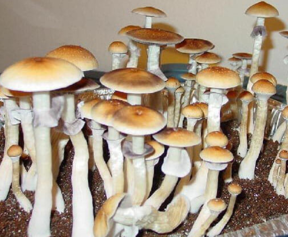 Psychedelics Can Help Treat a Variety of Psychiatric Disorders, New Review Says