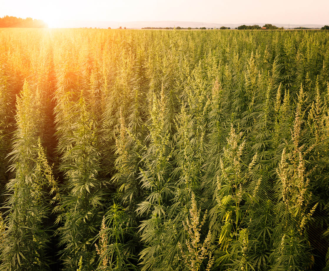 What Does the American Hemp Explosion Mean for Craft Cannabis Farmers?