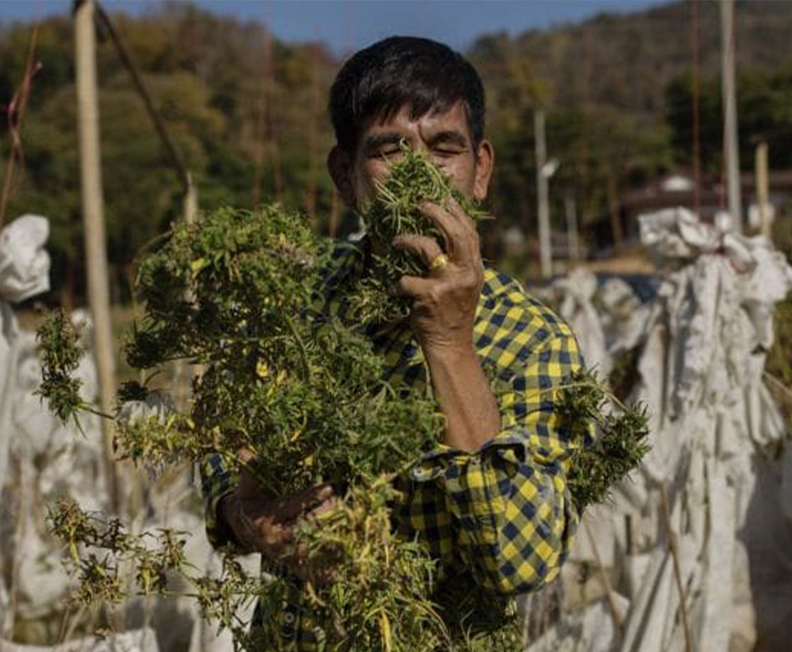 Thailand Becomes First Asian Nation to Develop Its Own Weed Strain