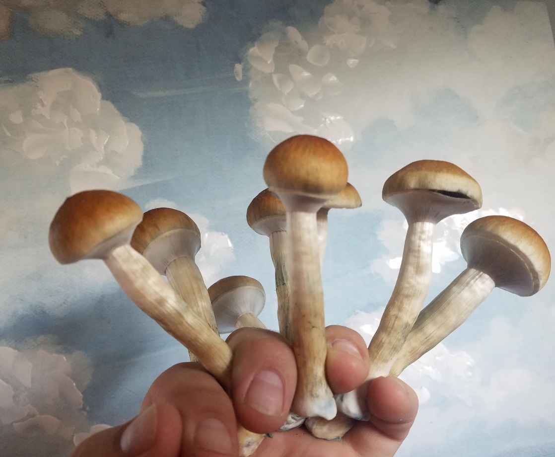 Scientists Have Officially Turned Bacteria into Psilocybin Factories