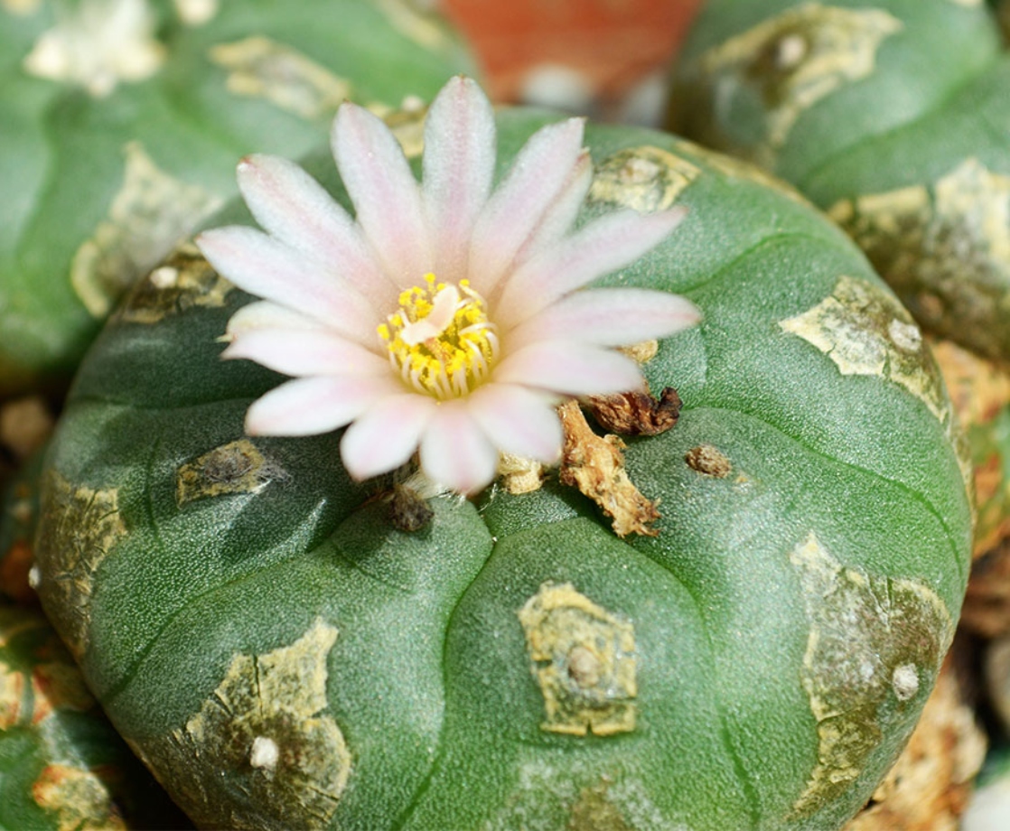 So, What Is Peyote and What Are the Effects of This Drug?