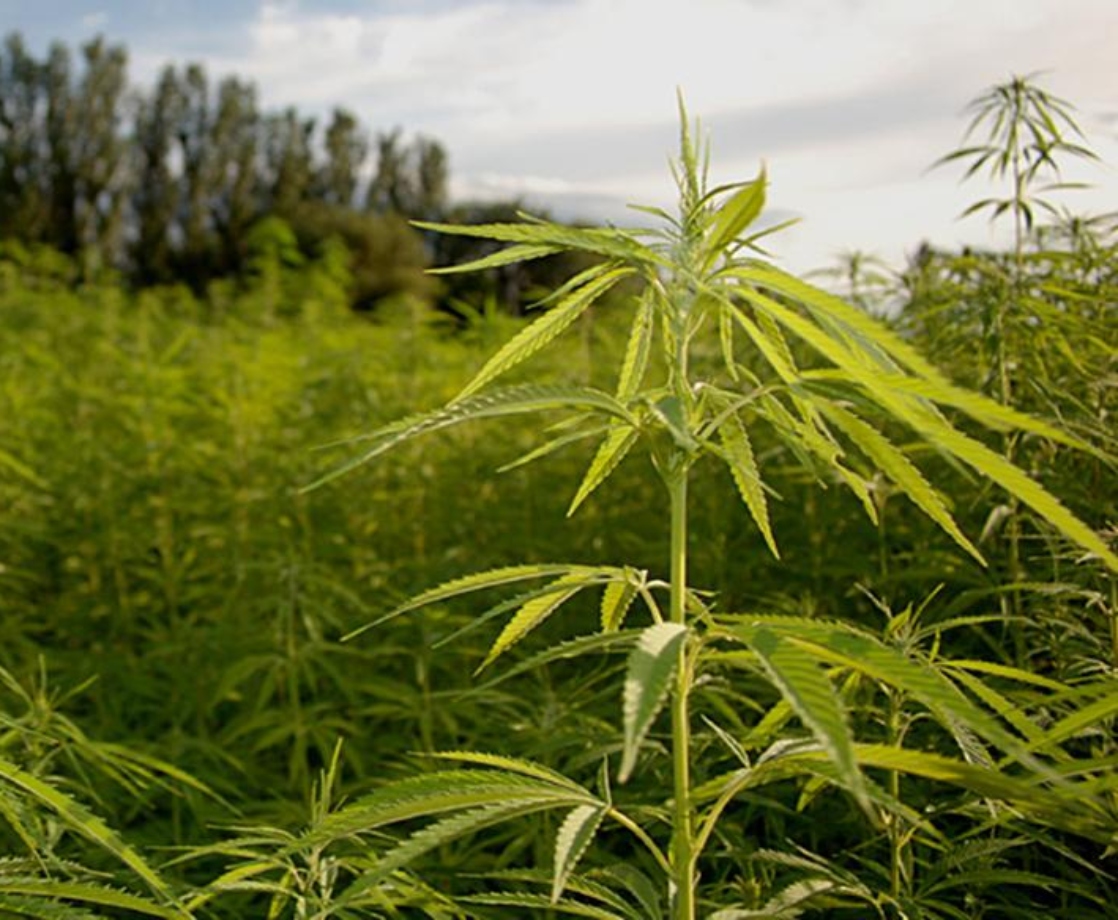 CBD the Cash Cow: Hemp Industry Expected to Top $23 Billion by 2023