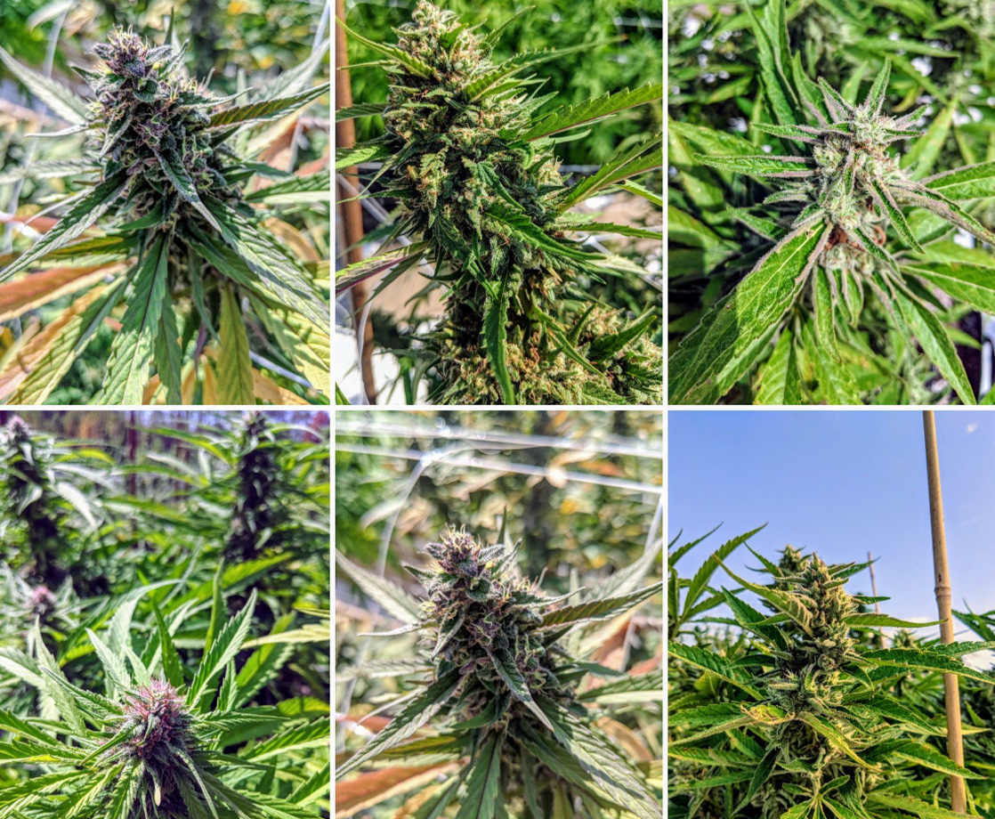 The East Coast’s First Legal Outdoor Cannabis Grow Is Being Harvested Right Now