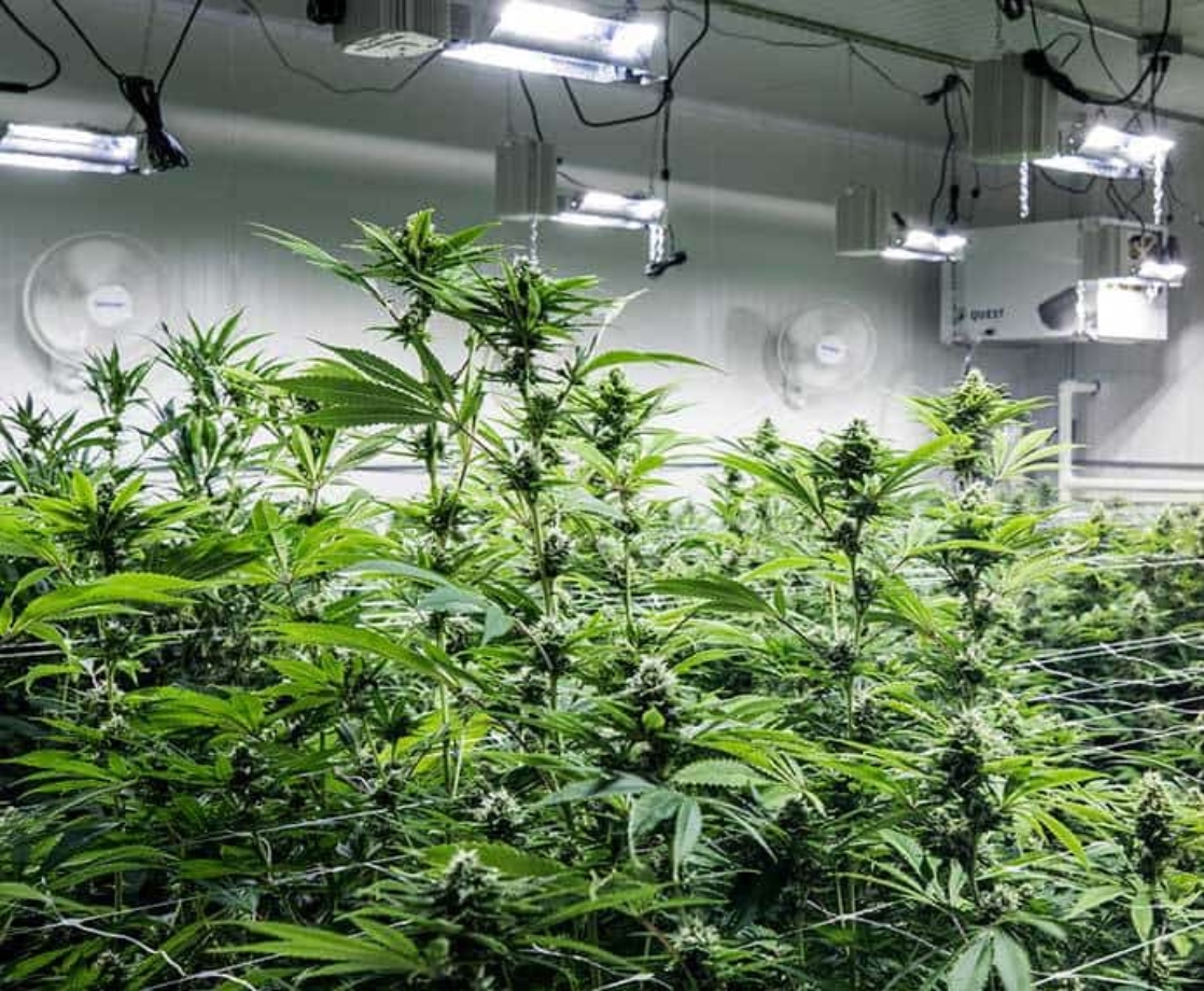 California’s Massive Power Shut-Off Is Jeopardizing the State’s Weed Industry