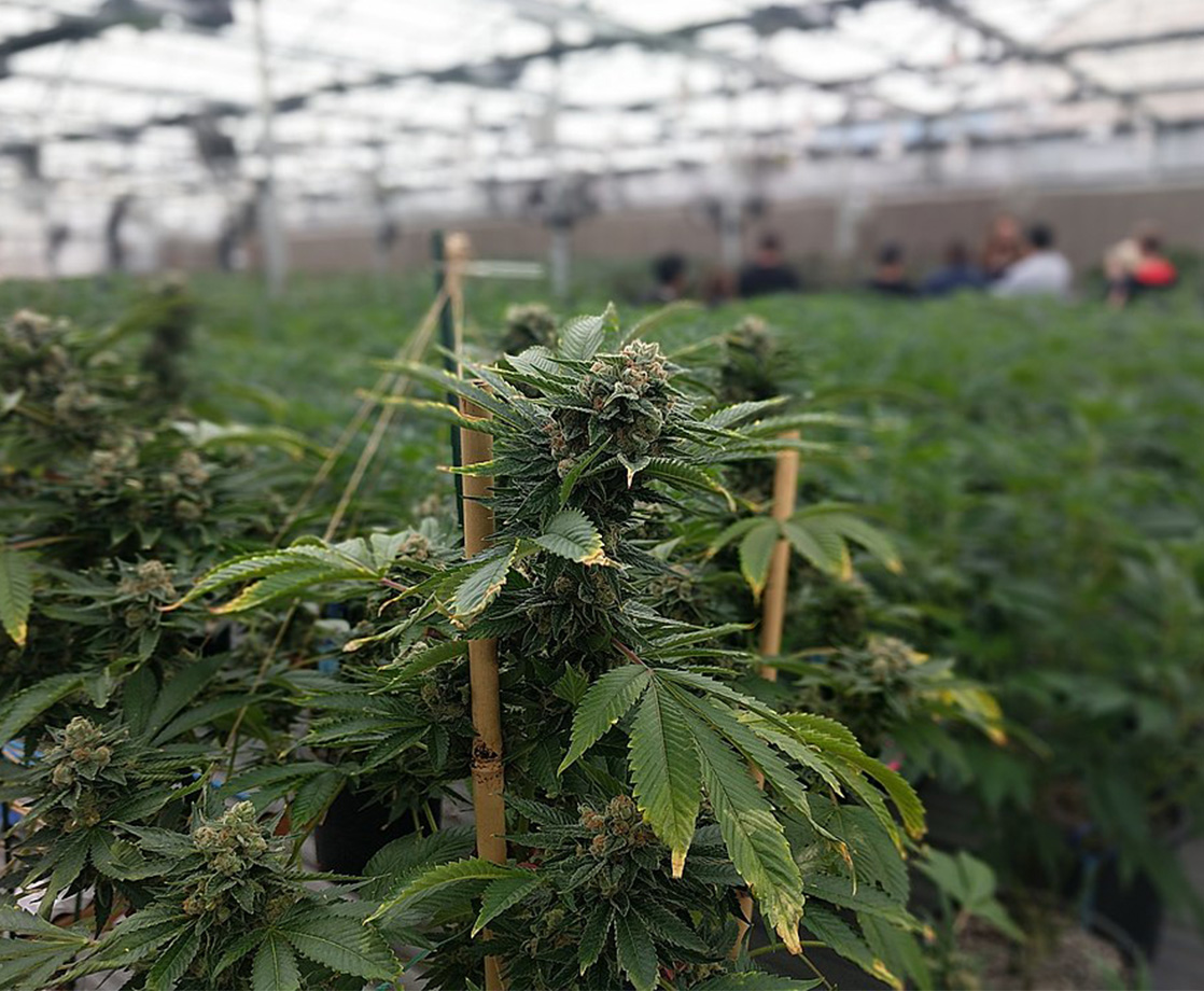 Canadian Pot Company CannTrust Forced to Destroy $77 Million Worth of Weed