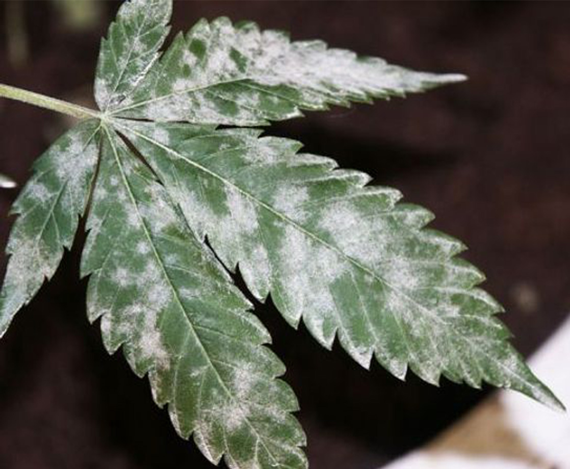 Colorado Issues a Massive Statewide Recall for Moldy Weed