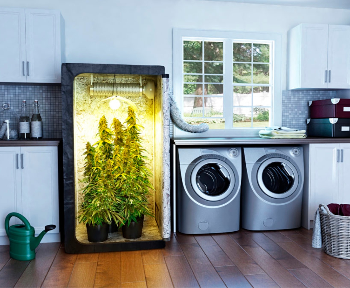 Weed 101: What Are Grow Tents and How Do I Use Them for Cultivating Pot?