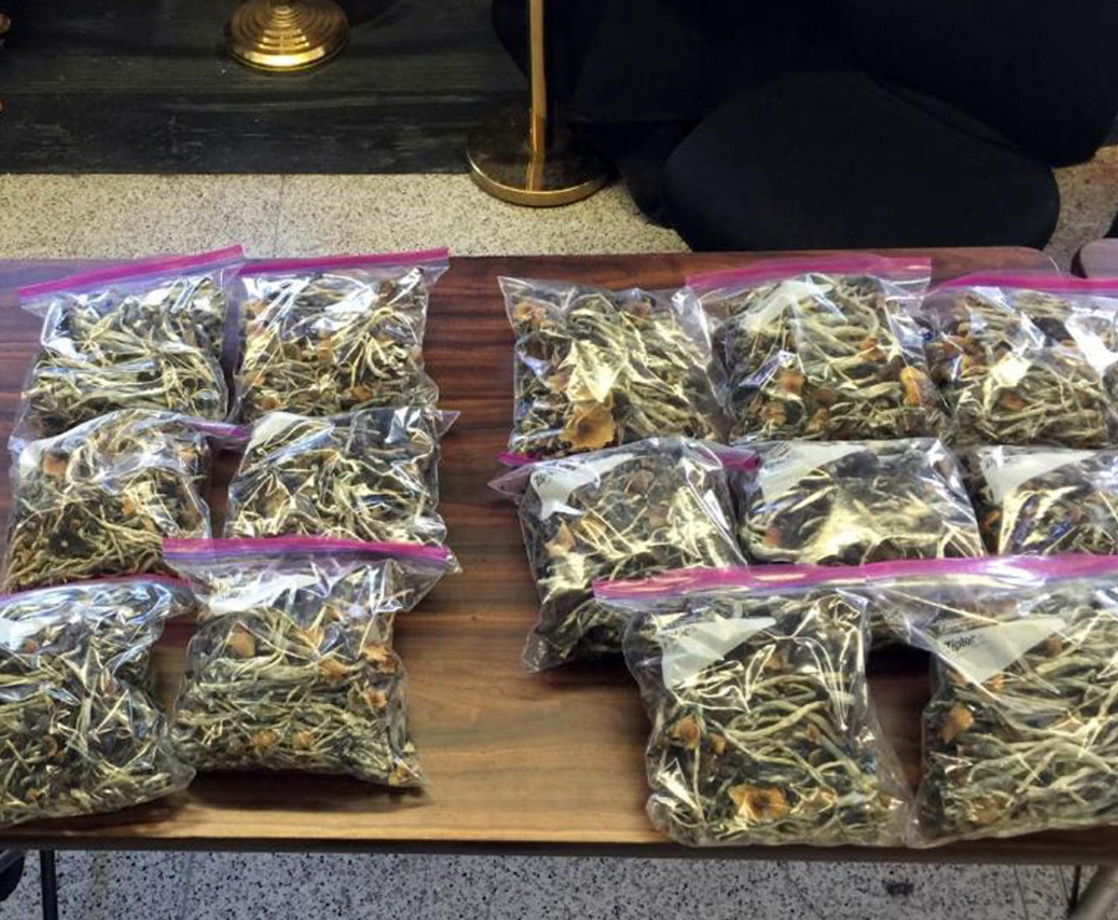 The DEA Made Its First Big Mushroom Bust in Denver