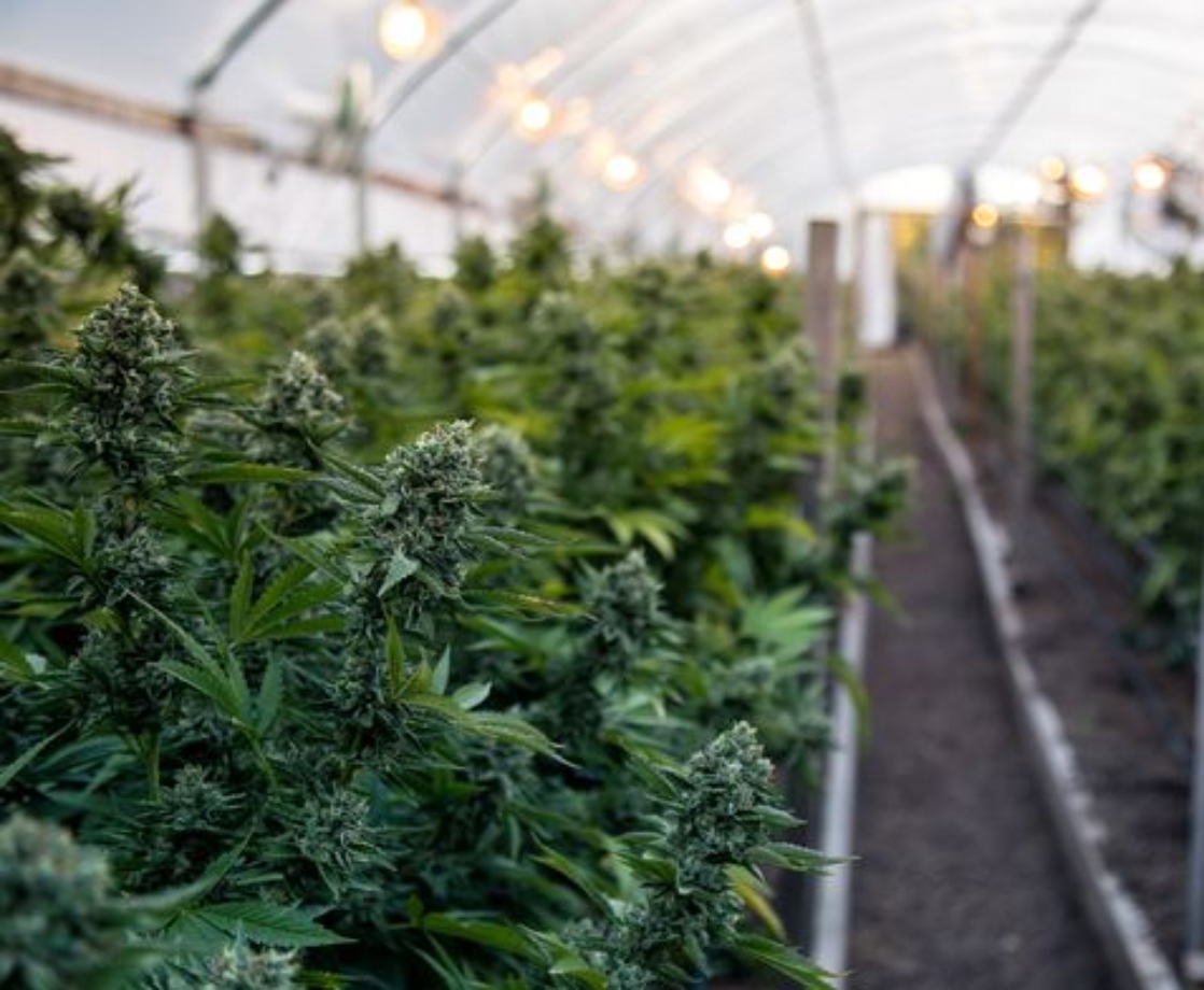 UK Government Approves the Country’s First Legit Weed Grow for Medical Research