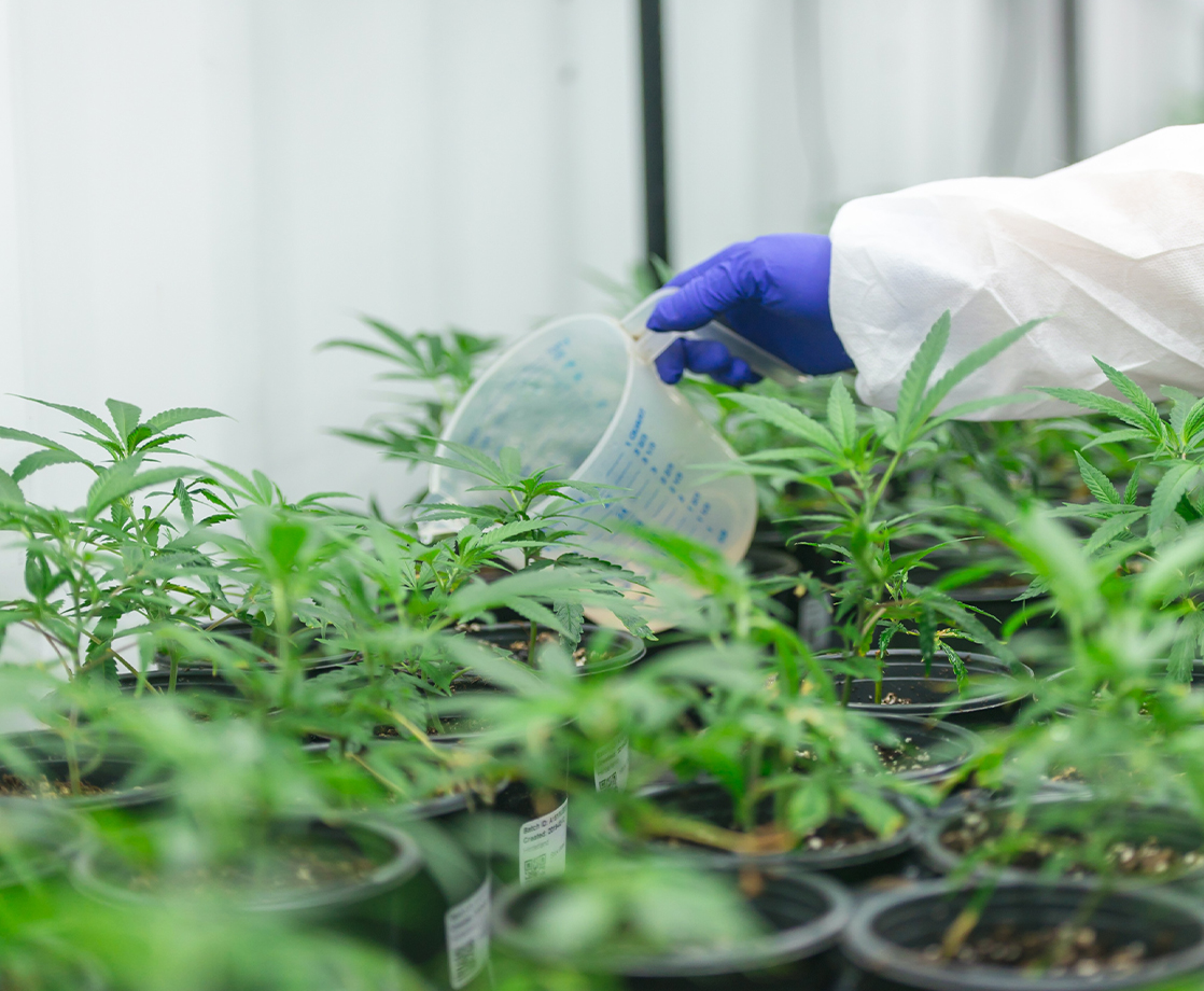 Federal Court Dismisses Weed Researchers’ Lawsuit Against the DEA