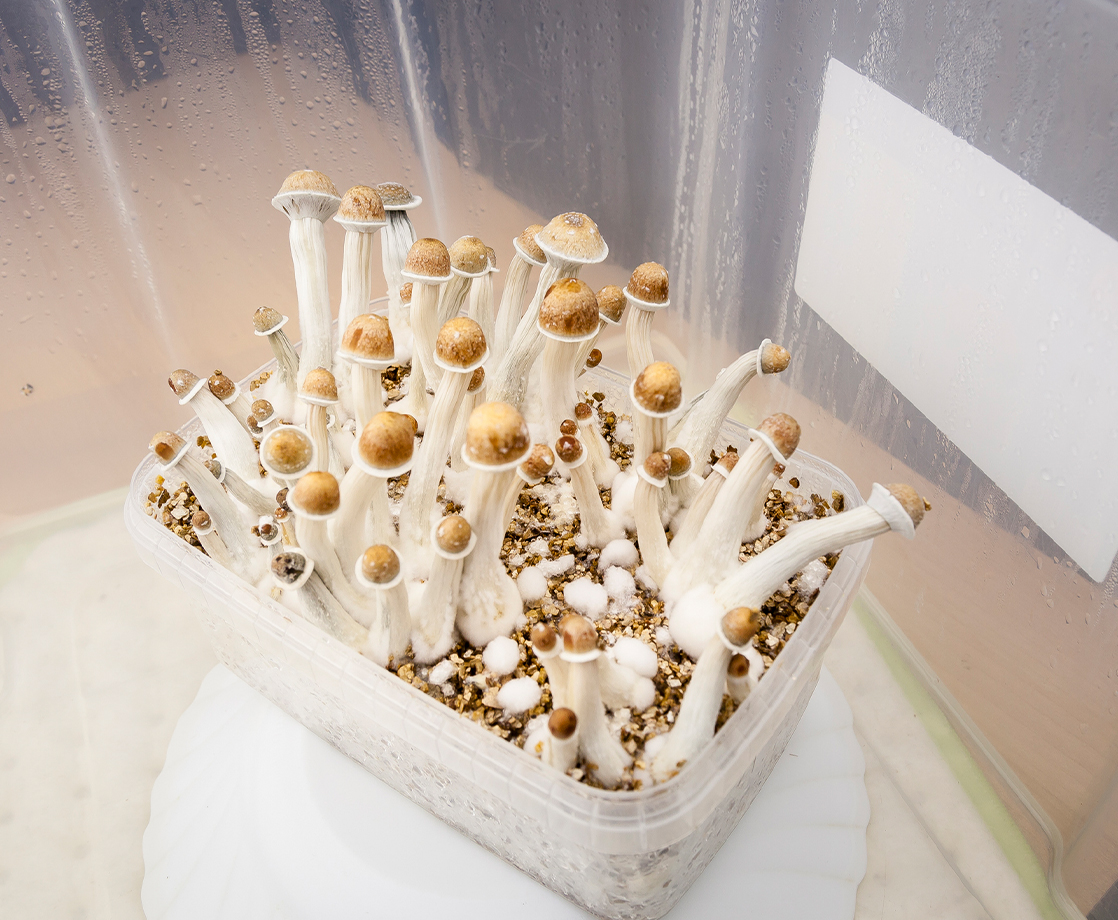 The Scientist Who Makes Psilocybin from Bacteria Says It’s “Fairly Safe”