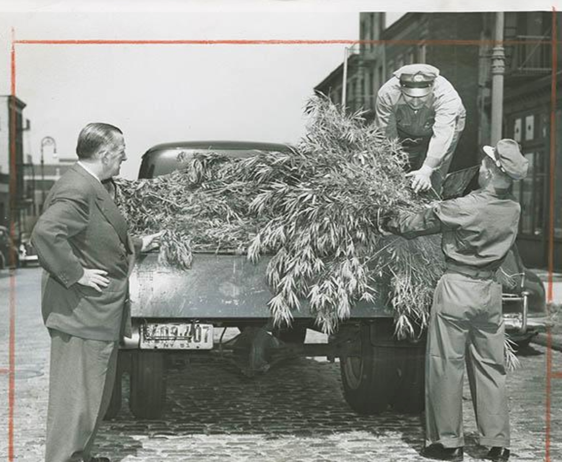 Weed Used to Grow Wild in NYC Until Cops Eradicated It in the ‘50s
