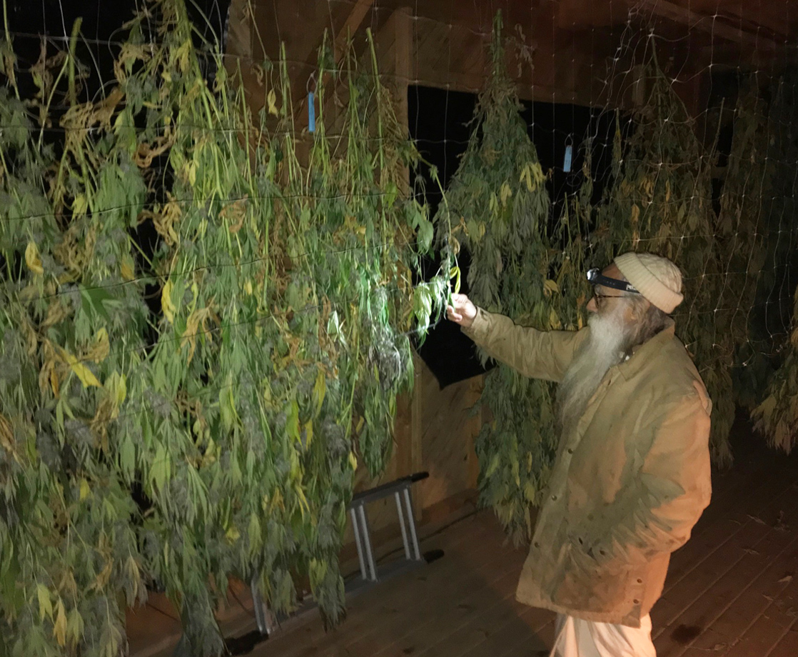 Time-Honored Lessons From Swami Select’s Best Cannabis Harvest Yet