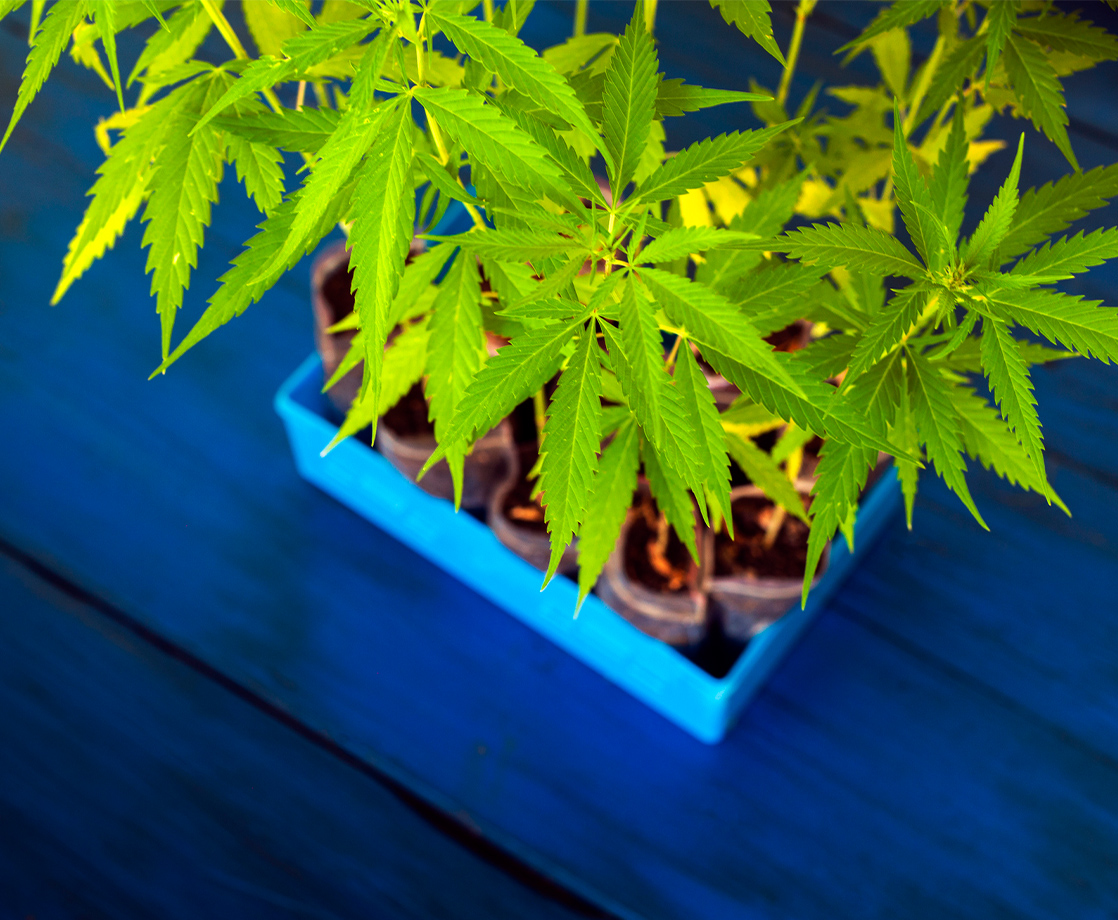 An Australian Family’s Home Was Raided Over a Four-Plant Medical Marijuana Grow