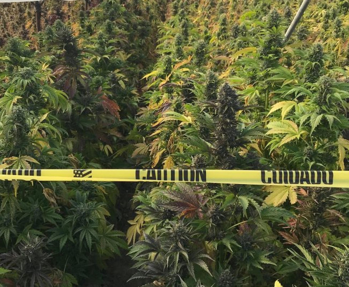 California Seized More Than $3 Billion Worth of Illegal Pot Plants in 2019