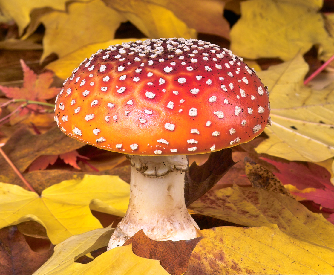 What Are the Best Ways to Eat or Take Magic Mushrooms?