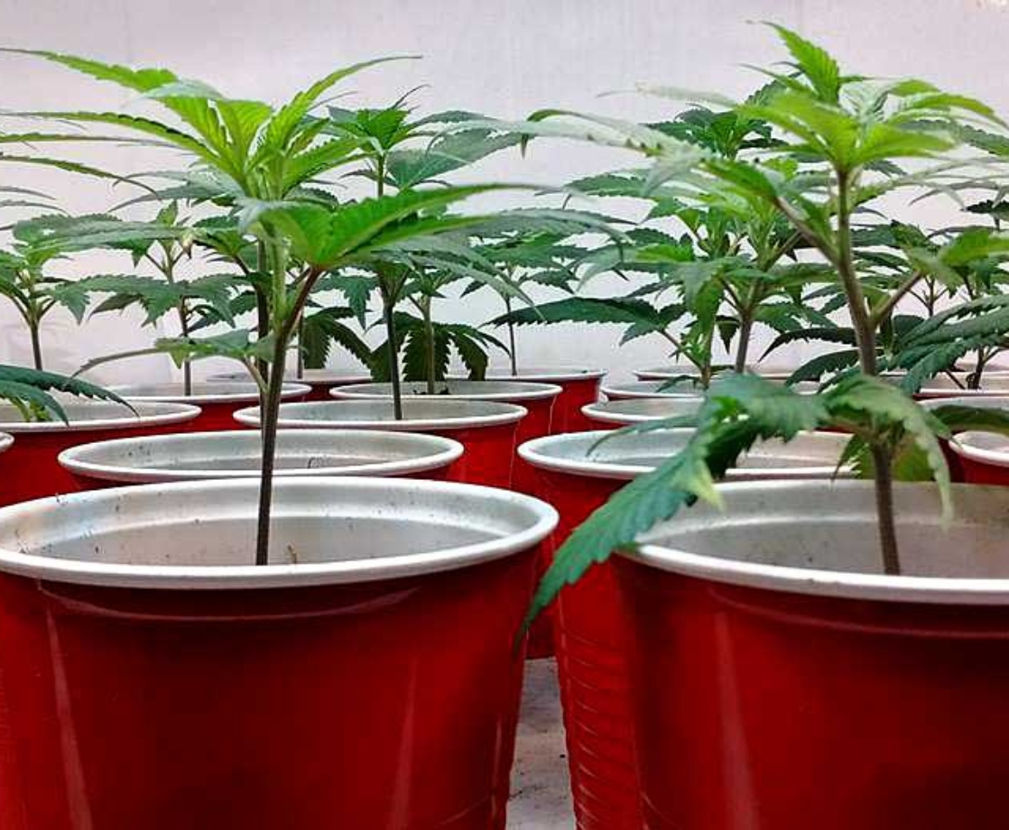 The Art of Growing: How Do You Clone Weed?