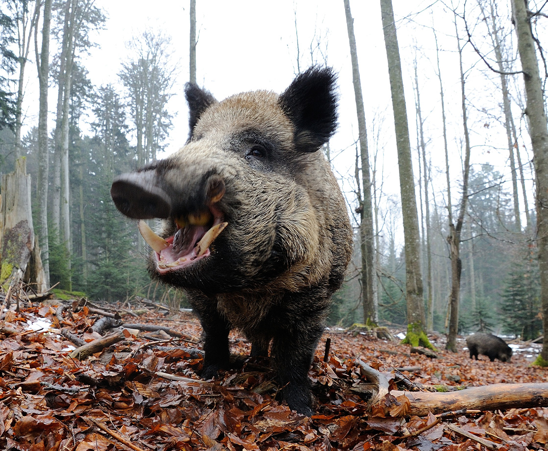 Wild Boars Pigged Out on $20,000 Worth of Gangsters’s Cocaine