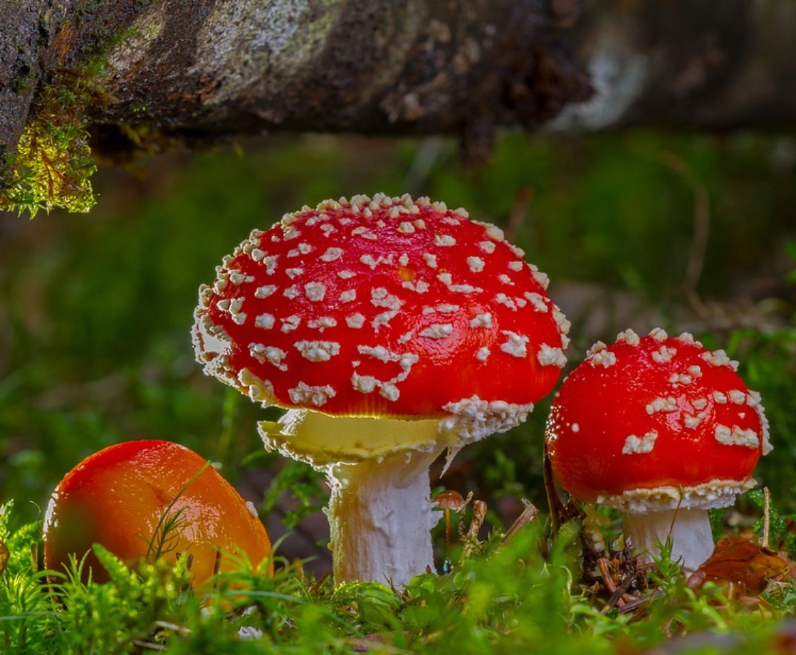 WTF Is an Amanita Muscaria Mushroom and Does It Get You High?