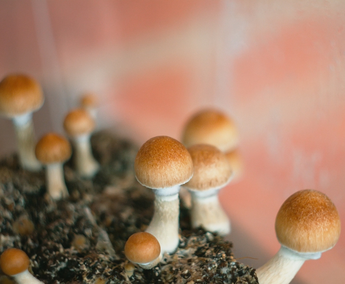 Researchers Just Discovered New Psychoactive Compounds in Magic Mushrooms