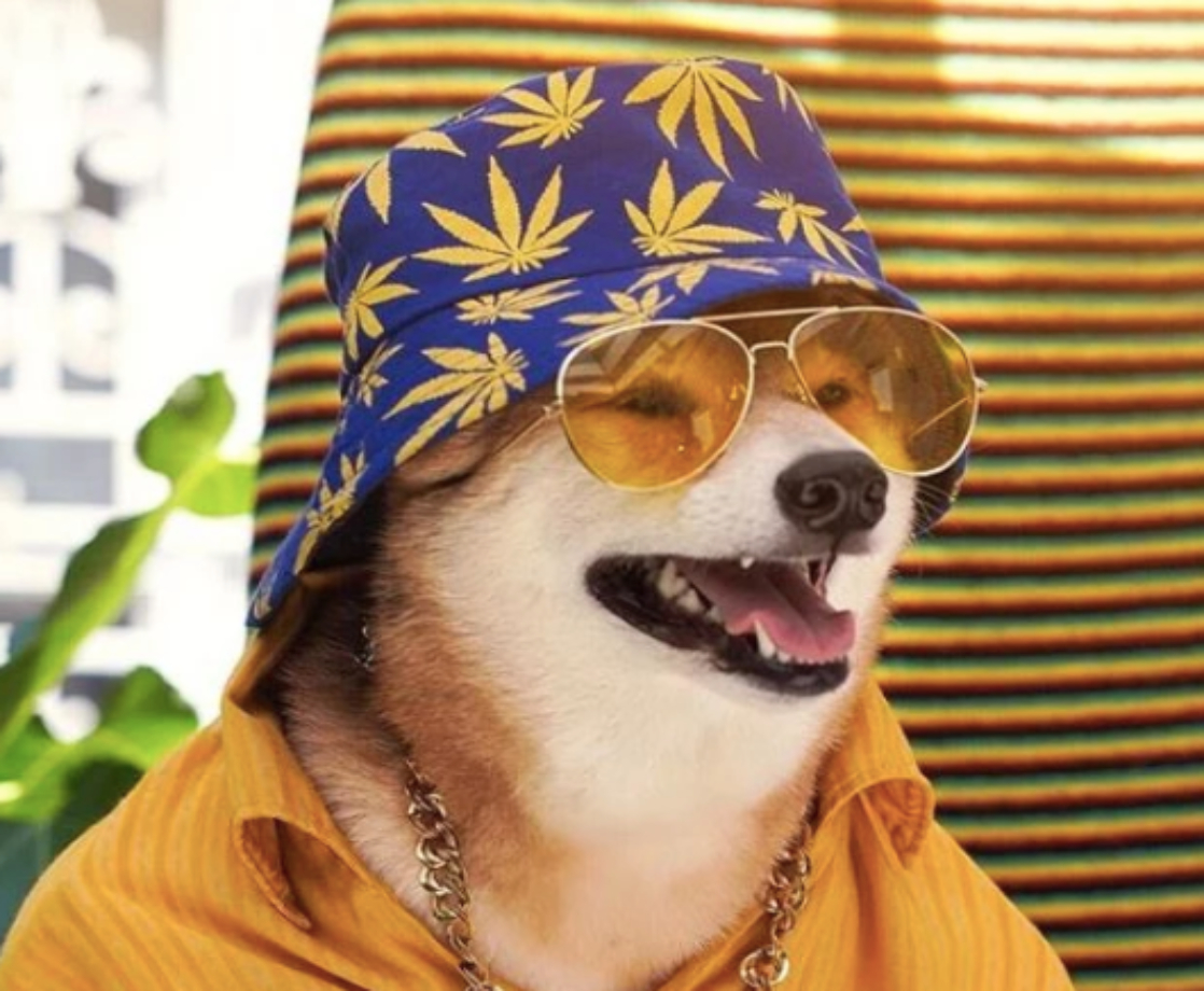 More Dogs Are Being Named After Weed Strains Than Ever Before