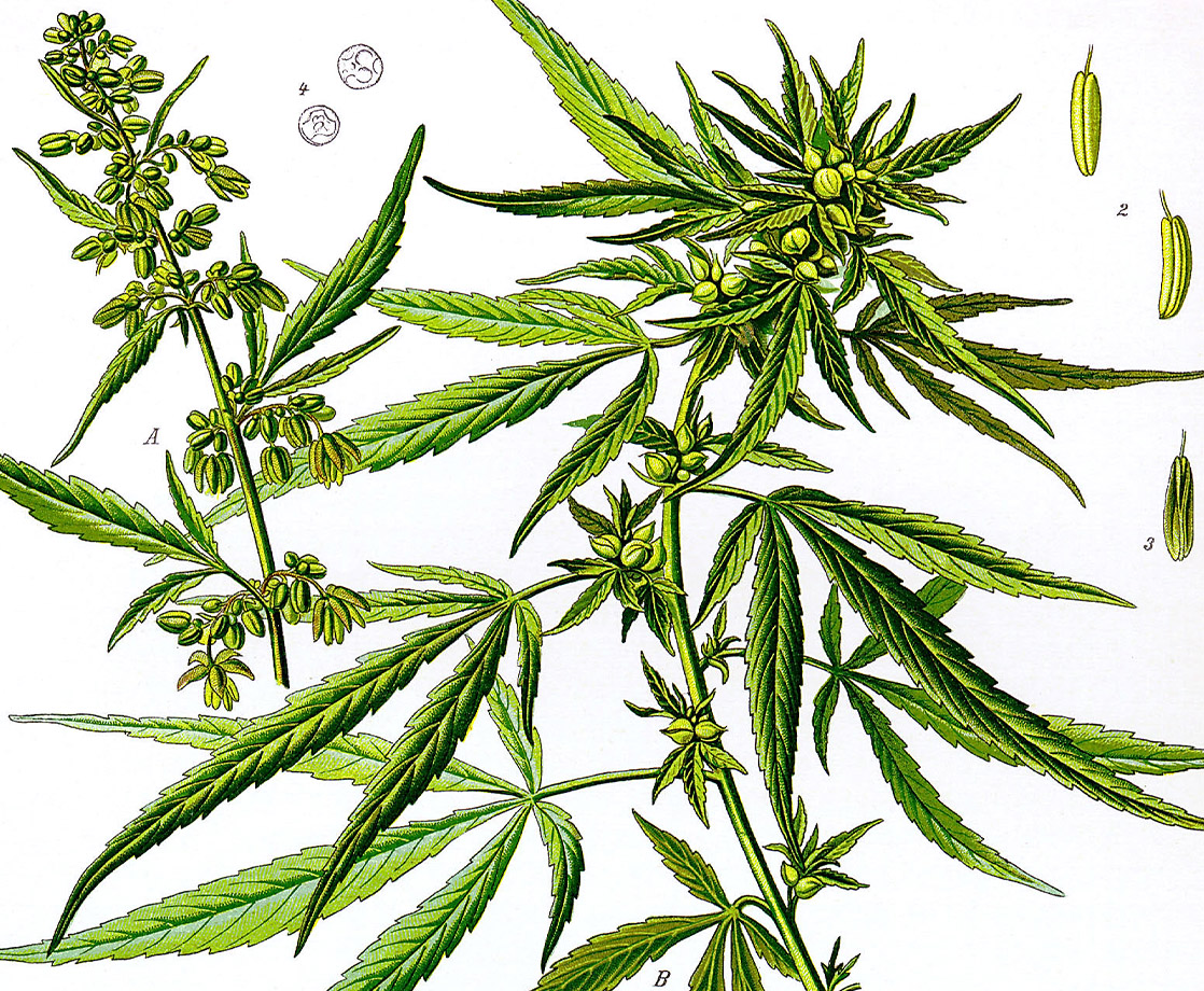 Weed 101: What Are Sativa Strains and Which Are the Best to Try?