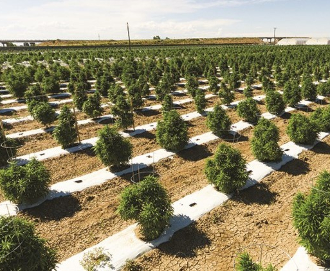 Colorado’s Largest Weed Grower Overcomes Crop Freeze and $7 Million Loss