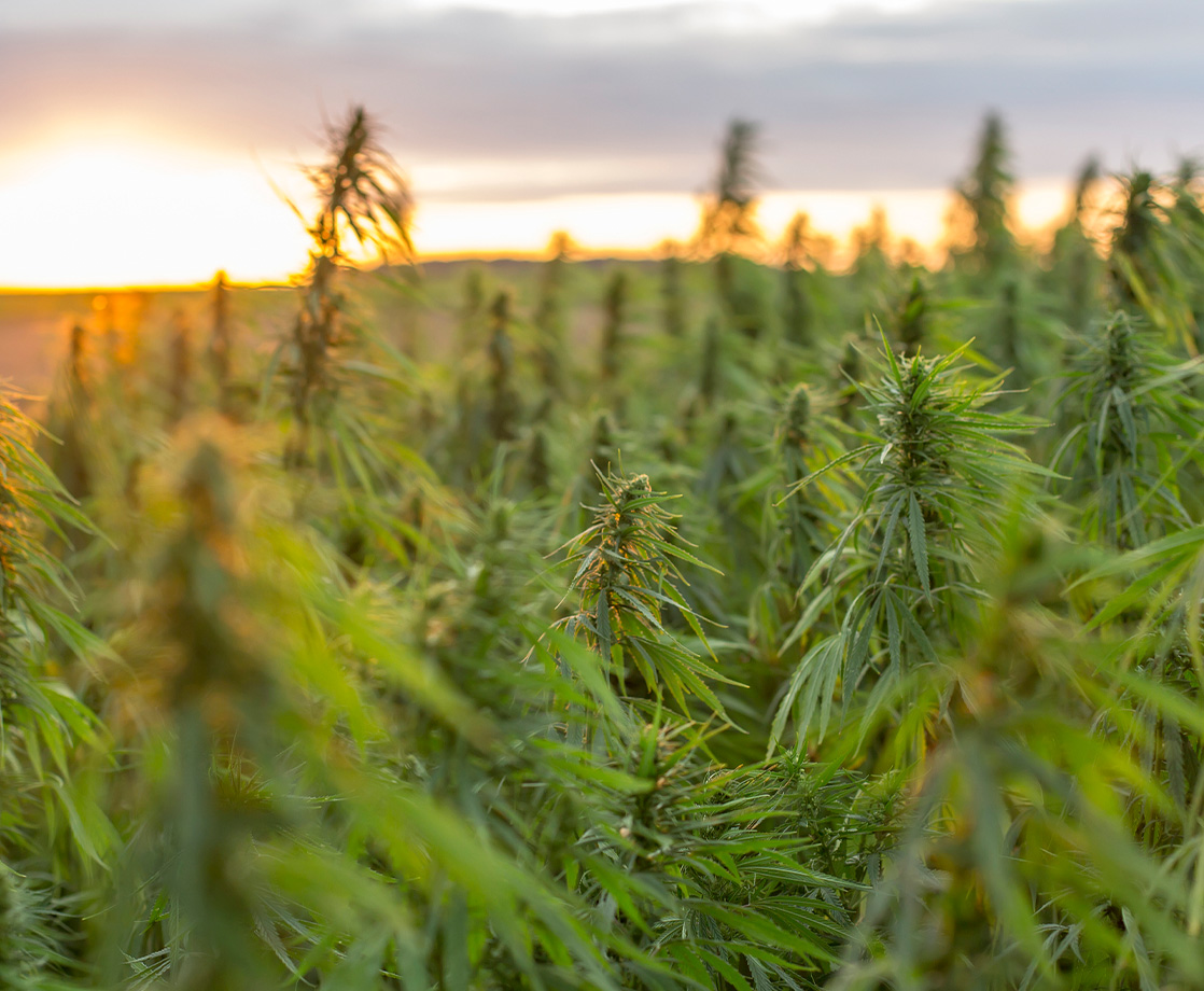 US Hemp Market Expected to Top $100 Million in Sales By 2022