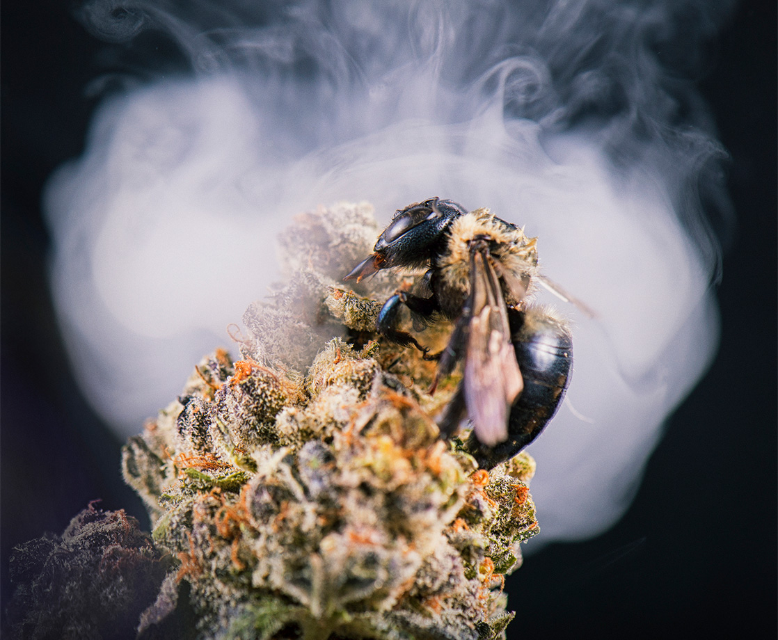 Bees Love Weed Almost as Much as We Do, Study Finds