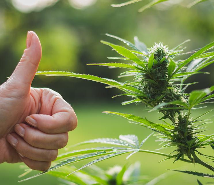 Two-Thirds of All Americans Support Weed Legalization, Another Set of Polls Show
