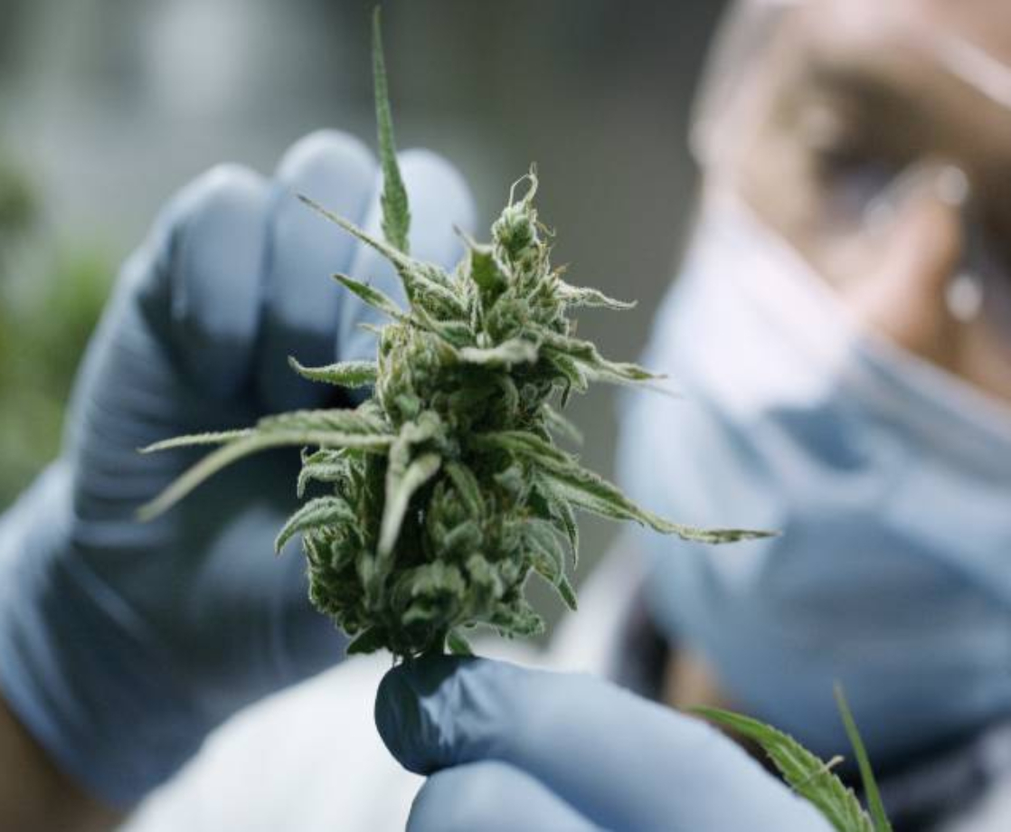 The Top 5 Discoveries in Cannabis Science of 2019