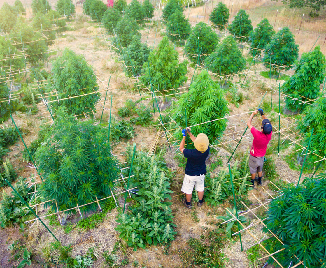 What Do the Blazin’ 20s Hold for Cannabis Growers in The Emerald Triangle?
