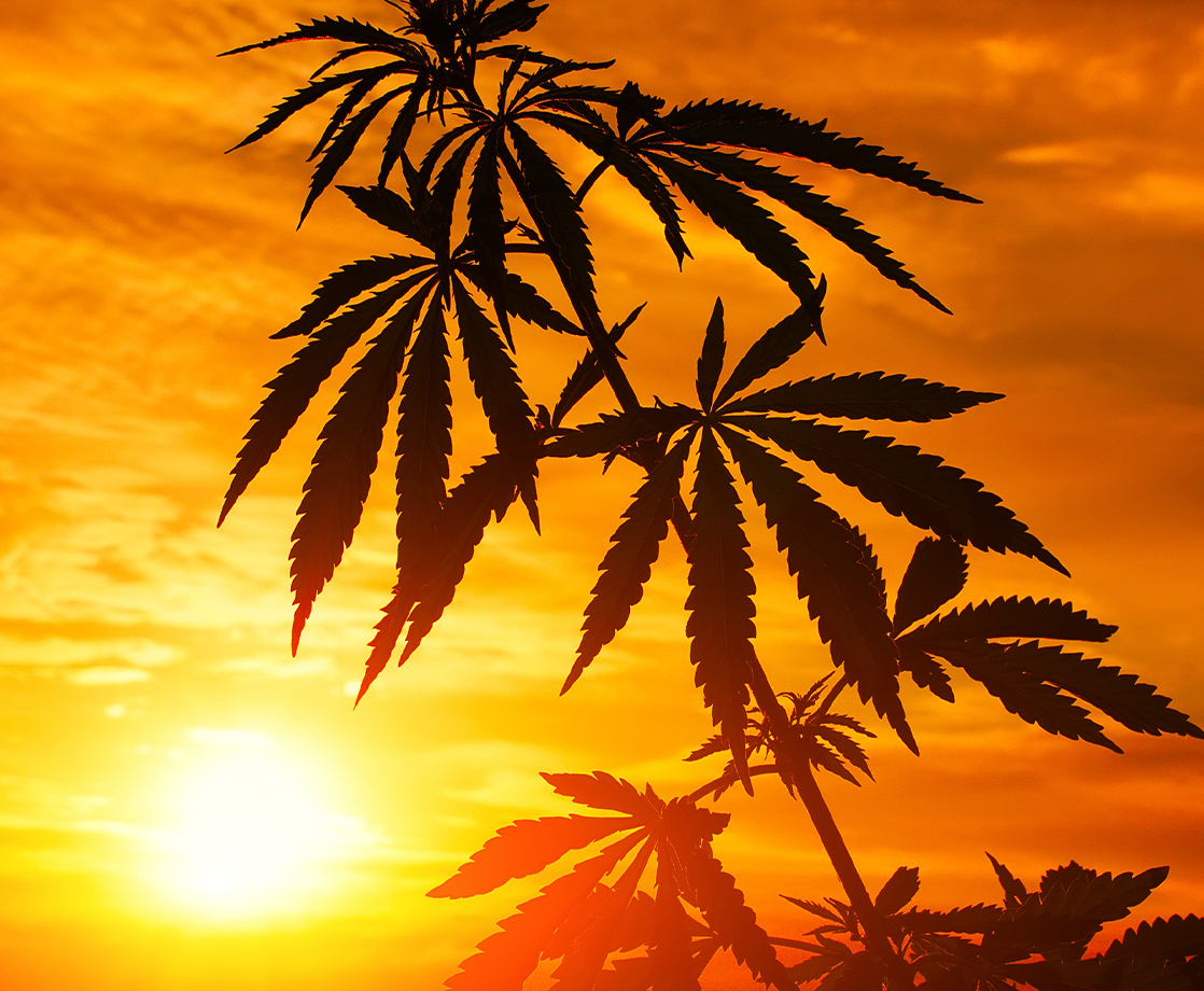Is Growing Weed in the Desert the Future of Cannabis Cultivation?