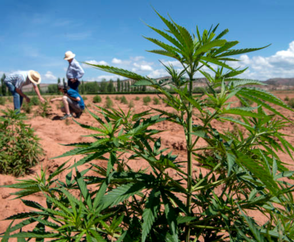 New Mexico Medical Marijuana Farms Are Straining the State’s Water Supply