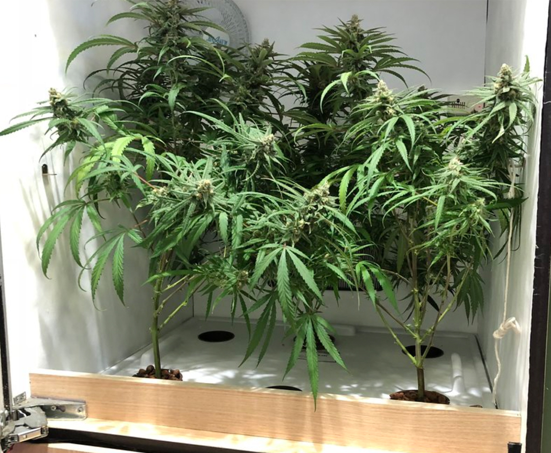 Weed 101: What Are Marijuana Grow Boxes and How Do You Build One?