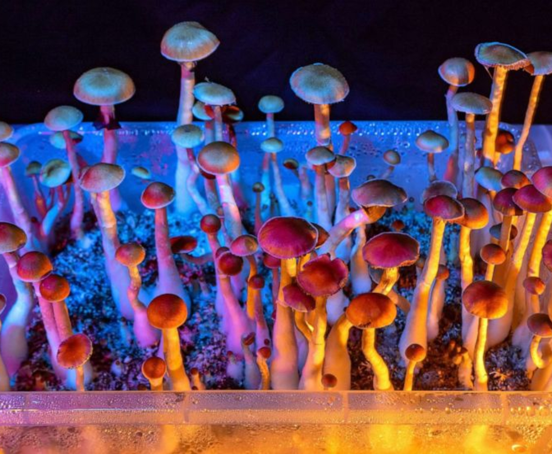 South Carolina Is About to Get Its First Psychedelics Research Center