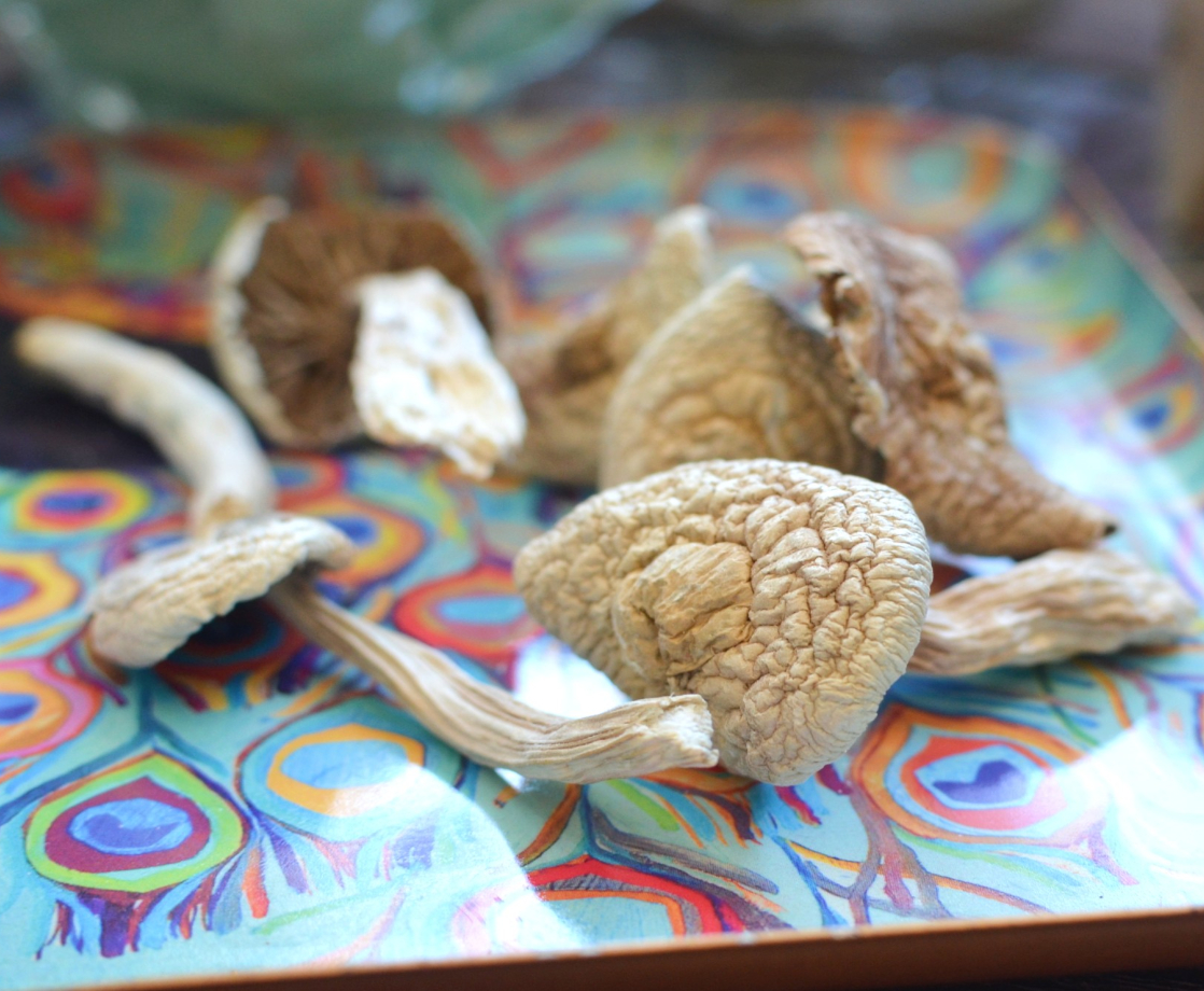 Take the Best Trip of Your Life with the “Psilocybin Mushroom Companion”