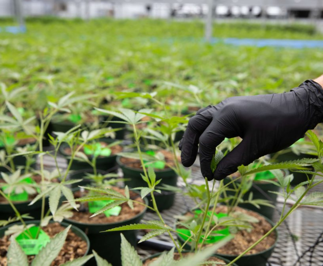 Want to Work in Weed? 2020 Will See Massive Job Growth in the Legal Industry