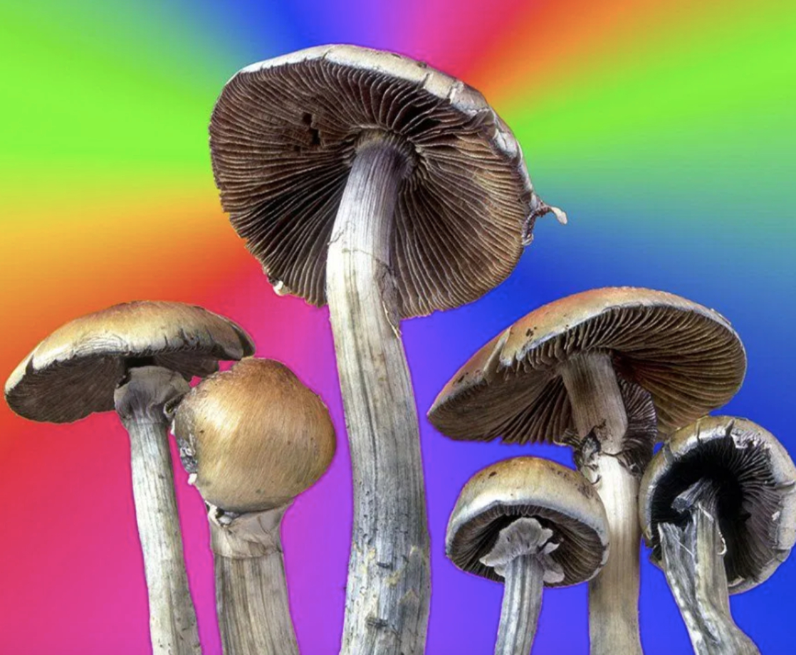 A Single Dose of Psilocybin Mushrooms Can Reduce Anxiety for Nearly Five Years