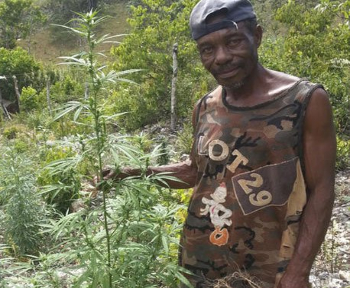 Take Note, US: Jamaica Is Helping Indigenous Farmers Enter the Weed Game