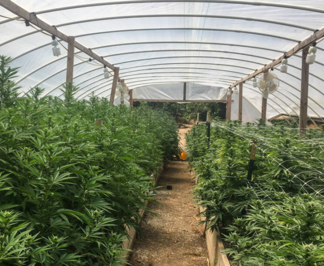 These Four Greenhouses Are Moving the Needle on Social Equity in Cannabis