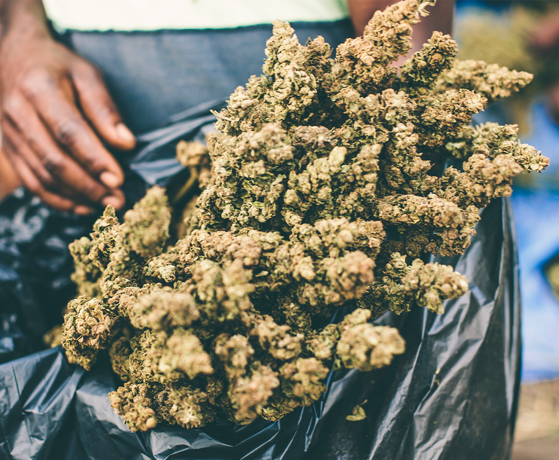 Oregon Grew a Record 5.7 Million Pounds of Weed in 2019