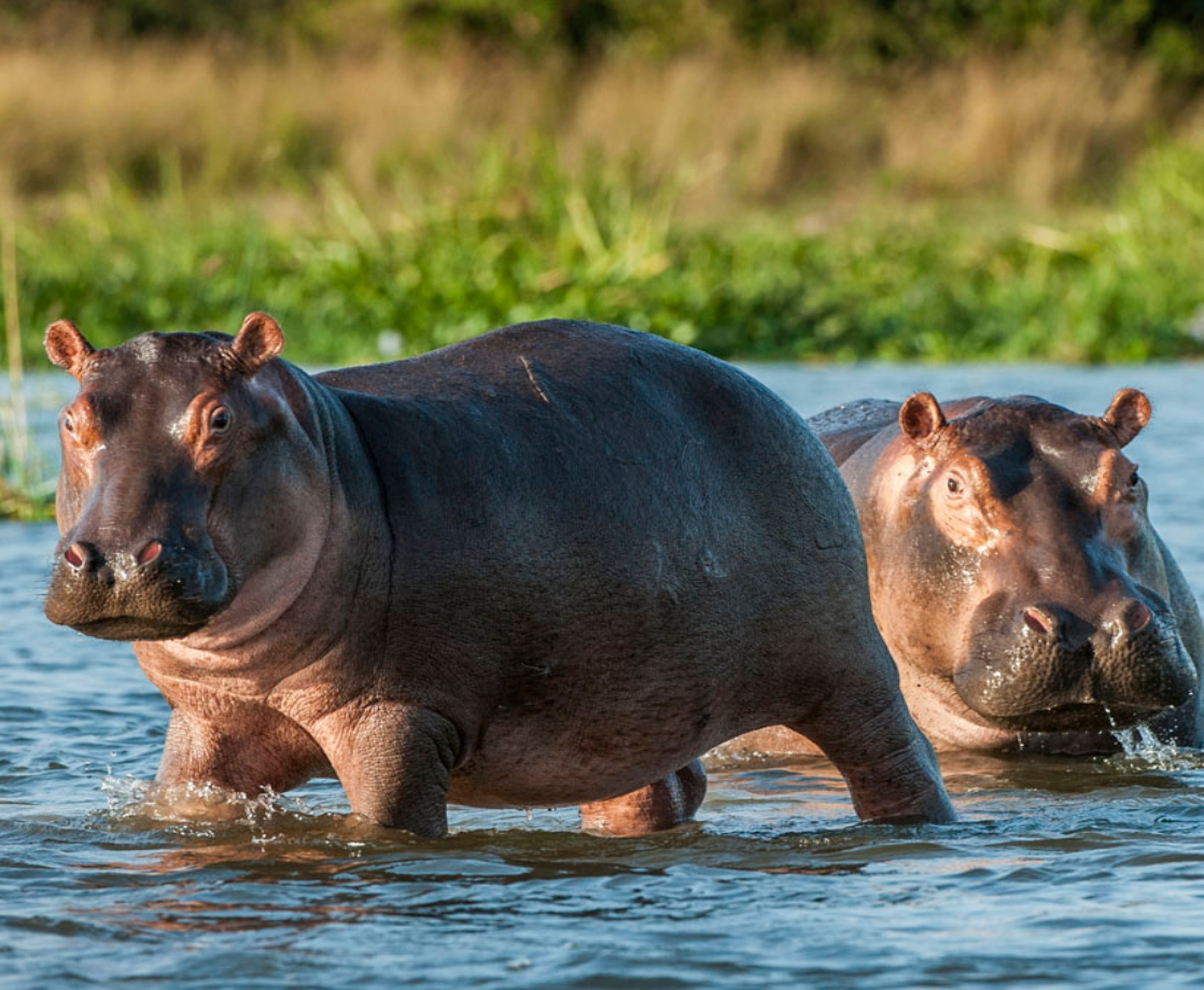 Pablo Escobar’s “Cocaine Hippos” Are Multiplying Across Colombia