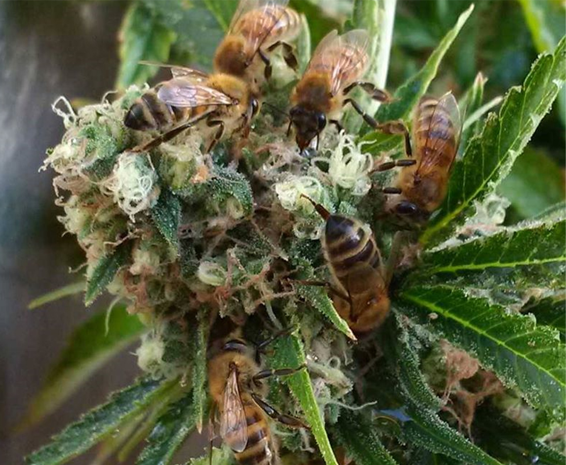 Expert Beekeeper Says Hemp Plants Can’t Save Bees, But Pot Farmers Can Still Help