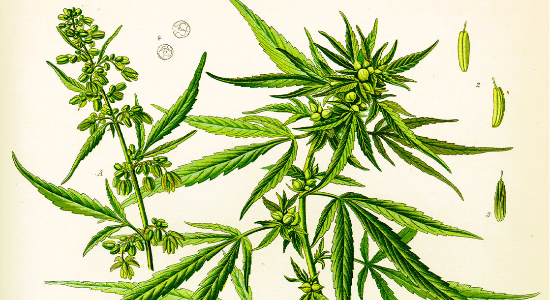 Do You Know Your Cannabis Anatomy? Here’s How to Identify Each Part of the Plant