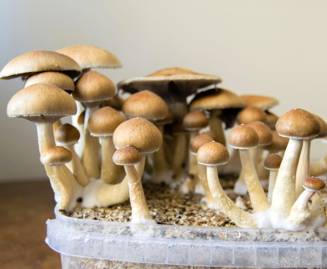 Therapists Are Fighting for Psilocybin Mushroom Legalization in Canada