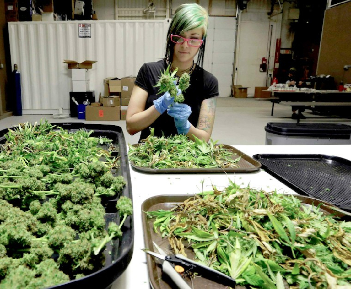 Want to Start a Weed Biz Without the High Cost of Entry? Move to the Bible Belt